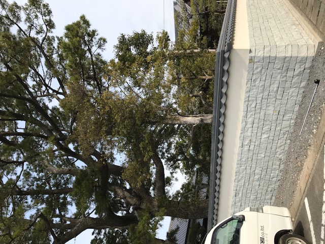 駐車場のすぐ横に大木が